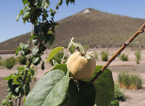 Tasting History at Mission Garden